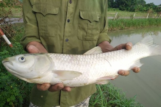 Nghệ An: Cá chết bất thường sau mưa lũ