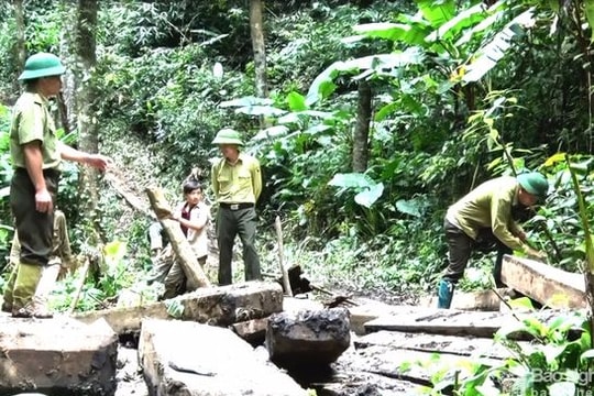 Thủ tướng Nguyễn Xuân Phúc: 'Các địa phương có rừng phải phát triển được từ rừng'