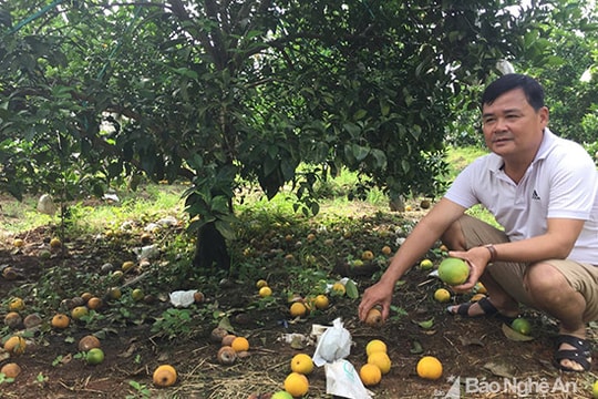 Người dân điêu đứng vì cam rụng tơi tả sau lũ