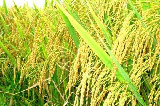 9 loài cây lương thực chính của thế giới