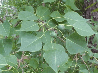 Phòng, chữa bệnh hiệu quả cho cá nuôi với 7 loại thảo mộc