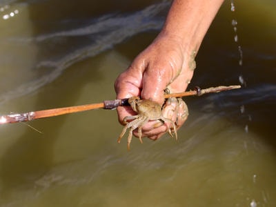 Độc đáo nghề 'cắm que câu cua' ở Thanh Chương
