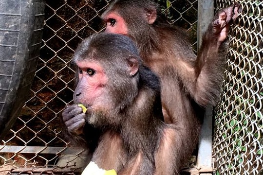 Nghệ An: Trao 2 cá thể khỉ mặt đỏ quý hiếm về vườn Quốc gia Pù Mát