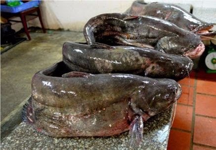 Hưng Nguyên nuôi thành công cá leo thương phẩm