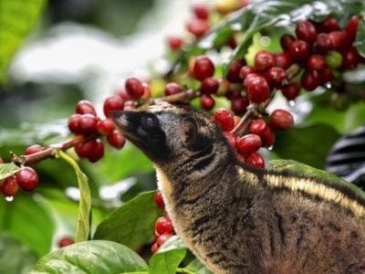 Sự thật tàn nhẫn sau loại cà phê chồn ngon nhất thế giới