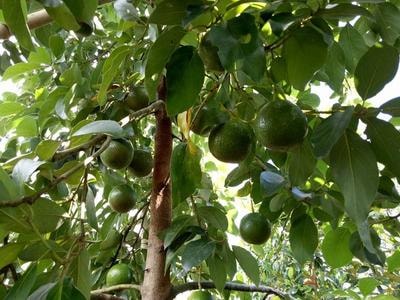 Thu nhập cao từ giống bơ boot chín muộn