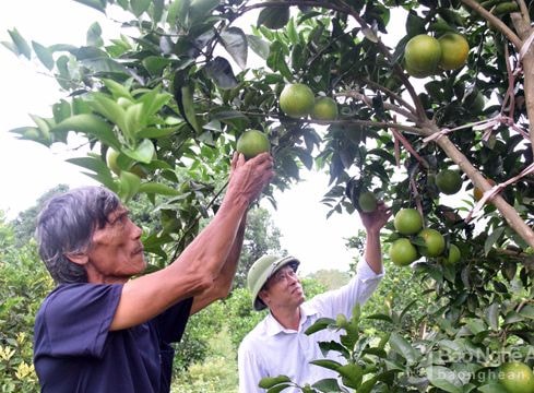 Cam Tân Kỳ sẽ được dán tem truy xuất nguồn gốc