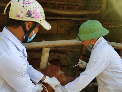 Xuất hiện thêm ổ dịch lở mồm long móng ở Diễn Châu