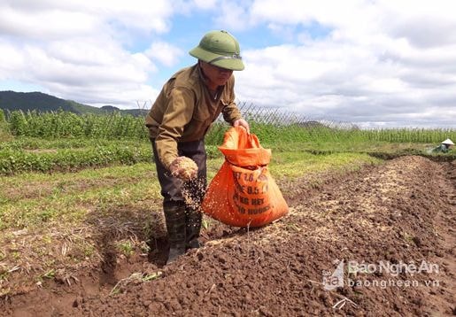 Nông dân Quỳnh Lưu tái sản xuất rau màu sau lũ