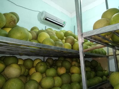 Nông dân bật điều hòa làm mát bưởi đặc sản ở Nghệ An