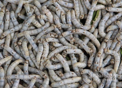 Tằm - đặc sản 'hút' khách ở một làng nghề xứ Nghệ