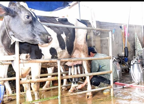 Nông dân Nghệ An liên kết nuôi 1.104 con bò sữa