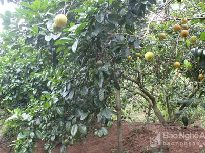 Chanh rớt giá thê thảm, người trồng ở Hưng Nguyên 'bán như cho'