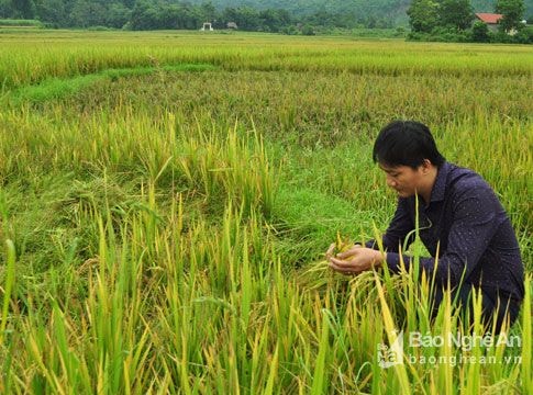 Bệnh lùn sọc đen làm mất trắng trên 1.400 ha lúa mùa