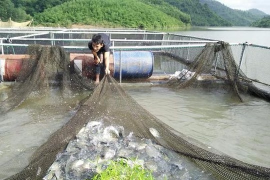Anh Sơn: Thâm canh cá rô phi trong lồng nhựa