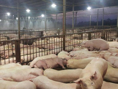 Lắp đặt 40 camera giám sát tại lò mổ lợn