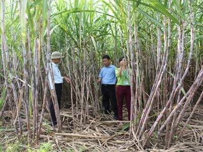 Công ty Mía đường Sông Con: Đột phá với chủ trương tích tụ ruộng đất