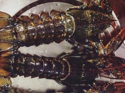 Dân Việt ăn hàng trăm tấn tôm hùm Canada mỗi năm