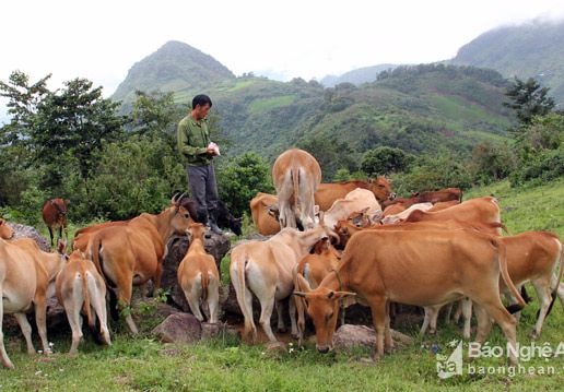 Giá trâu bò giảm mạnh, người nuôi ở miền núi thiệt lớn