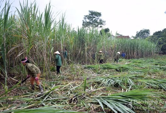 Tân Kỳ nhân rộng mô hình trồng mía năng suất 90 tấn/ha