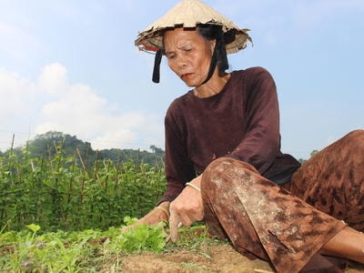 Nông dân vùng cao tái sản xuất rau màu sau mưa lũ