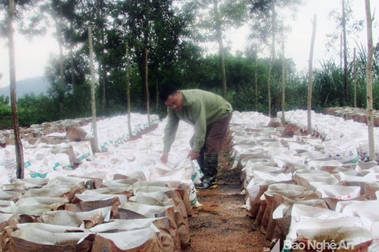 Thí điểm trồng gừng trong bao ở Nghĩa Đàn