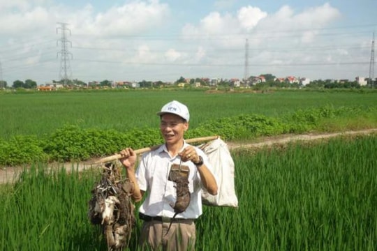 Huy động 11.000 người ra đồng diệt chuột