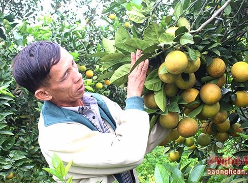 Sẽ dán 550.000 tem điện tử truy xuất nguồn gốc cam Vinh