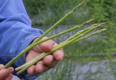 Nông dân thành phố Vinh trồng măng tây bằng công nghệ Israel