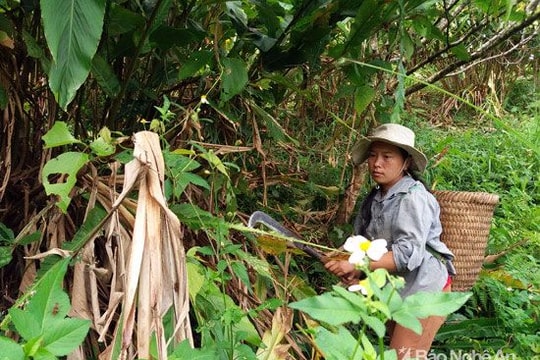 Người Mông dự báo thời tiết từ quả cây bon bo