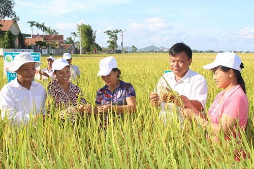 Nghệ An có gần 3.000 tổ hợp tác làm ăn, sản xuất