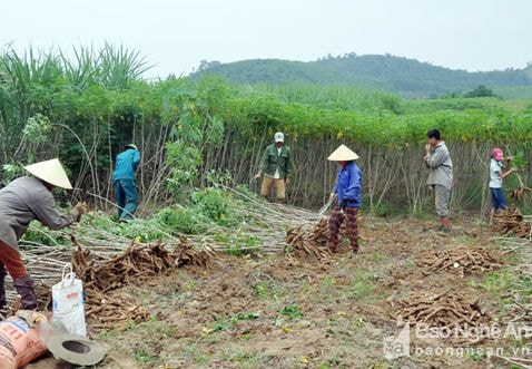 Nhộn nhịp mùa sắn bên bờ sông Con