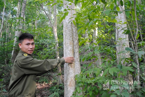 Nghệ An: Giảm 15% phát thải từ mất rừng và suy thoái rừng