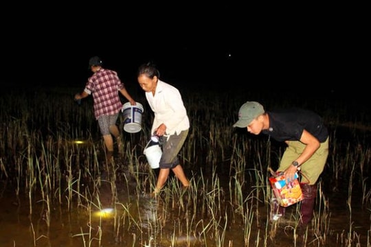Rọi đèn, lội bùn đi săn cua đêm