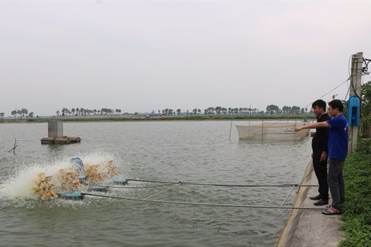 Đầu tư 50 tỷ đồng nuôi cá rô phi đơn tính công nghệ Israel tại Hưng Nguyên