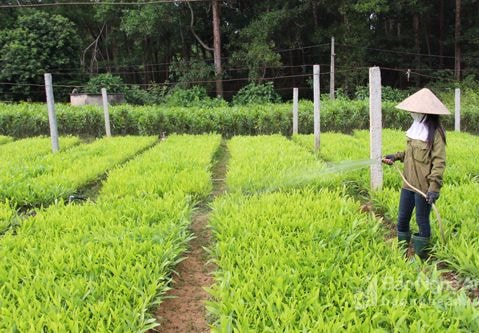 Nghệ An khó khăn trong lập hồ sơ sắp xếp, đổi mới công ty nông, lâm nghiệp