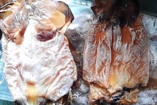 Thực hư mực biển làm bằng nhựa, đốt cháy như cao su