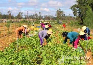 Lùng sục 'tranh mua' củ cải vụ đông