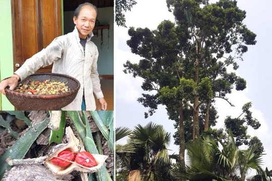 Cây dổi đem lại may mắn ở miền Tây Nghệ An