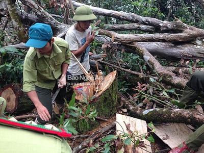 13 cây Pơ mu quý hiếm ở Khu Bảo tồn thiên nhiên Pù Huống bị lâm tặc đốn hạ