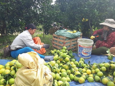 Quỳ Hợp: Thu hoạch cam chính vụ, mỗi ha đạt 600 triệu đồng