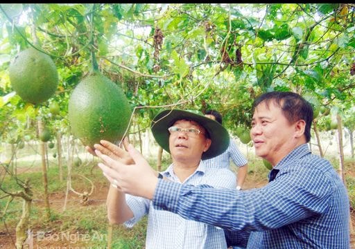 Gấc đen thu lãi 70 triệu đồng/ha