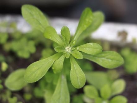 Vì sao mùa đông nên trồng một khóm rau khúc?