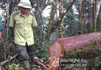 Vụ 13 cây pơ mu bị đốn hạ ở Quế Phong: Có đầu nậu hay không?