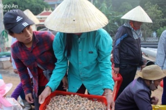 Nghệ An: Thương lái 'tranh mua' thần dược biển