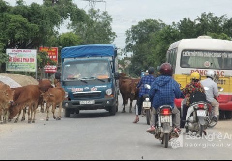 Quốc lộ 7B ở Nghệ An bị 'chặn' bởi trâu bò