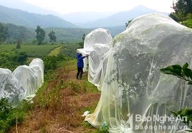 Mới lạ: Nông dân xứ Nhút 'mắc màn' cho cam