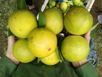 Cam Bãi Phủ vào mùa thu hoạch chính vụ