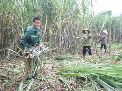 Tăng hiệu quả đầu tư từ vùng nguyên liệu tập trung