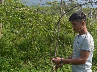 Dân bản xin giảm tội cho hai thanh niên chặt phá 1200 cây chanh leo